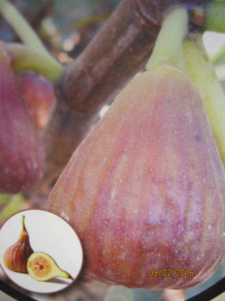 Feigenbaum Signora