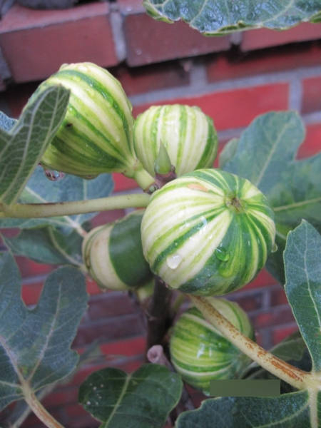 Ficus Panache Tigerfeigen