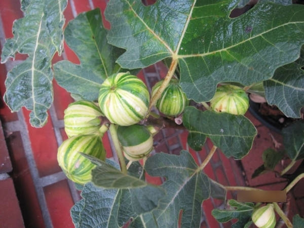 Ficus Panache Tigerfeigen