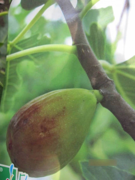 Ficus carica Goutte d'or 1