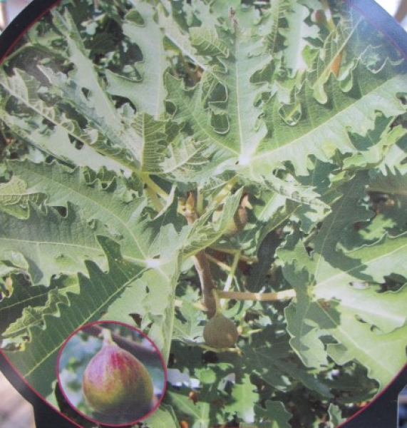 Ficus carica Ice Crystal 3