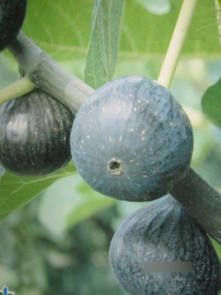 Feige carica Ronde de Bordeaux 1