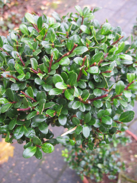Formschnitt Berg-Ilex Glorie Gem 4