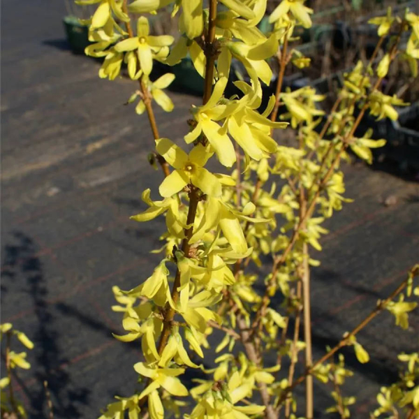 Forsythie Dresdner Vorfrühling
