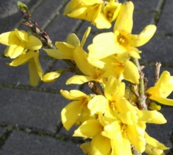 Forsythie Melee d'or