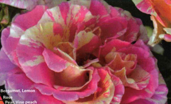 Französische Malerrose Claude Monet 1