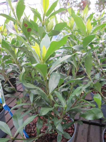 Gardenia jasminoides Fool Proof 2