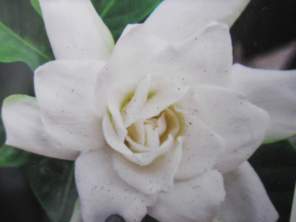 Gardenie Celestial Star 1