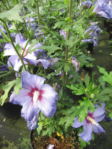 Garteneibisch Hawaii 1