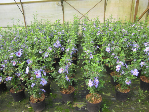 Garteneibisch Hawaii 3