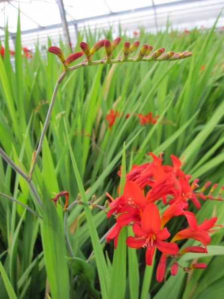 Crocosmia x crocosmiiflora Lucifer - Garten Montbretie Lucifer