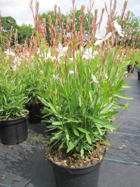Garten-Prachtkerze Gambit White 2