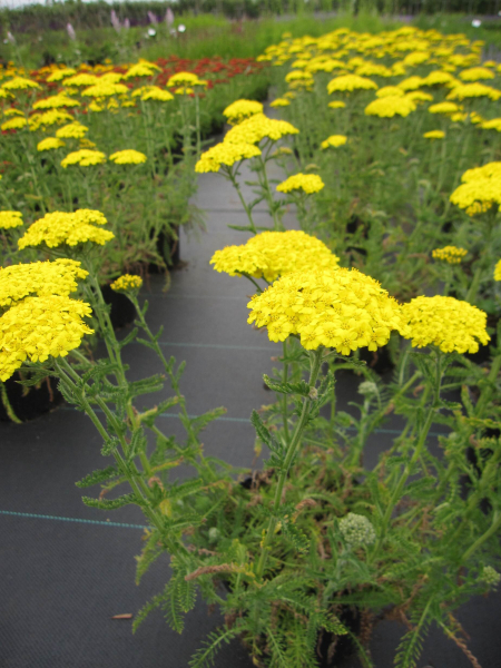 Scharfgarbe Desert Eve Yellow 2
