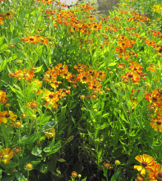 Garten-Sonnenbraut Rauchtopas 2