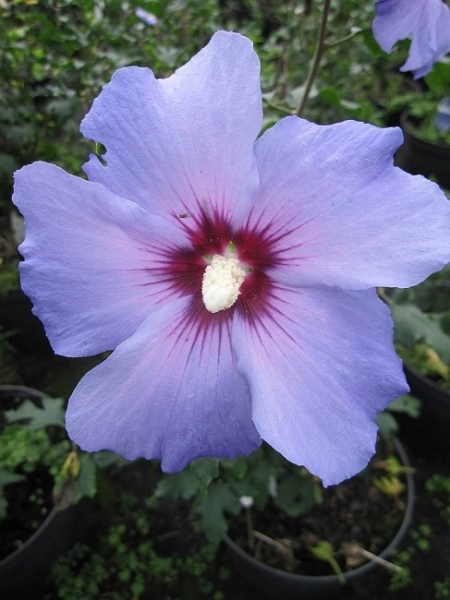 Garteneibisch Blue Bird Hibiskus