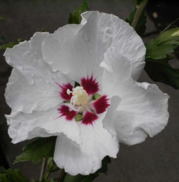 Garteneibisch China Chiffon