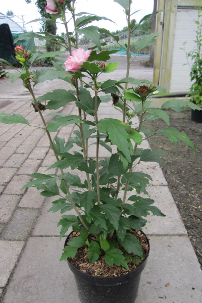 Garten-Eibisch Miss Silvia 2