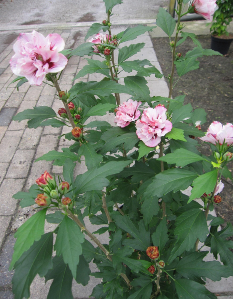 Garten-Eibisch Miss Silvia 3