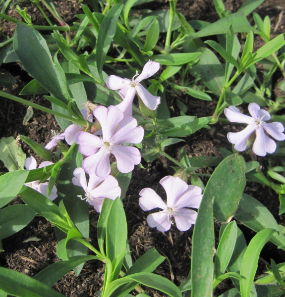 Lempergs Garten-Seifenkraut Max Frei 1