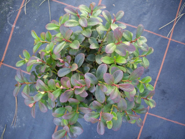 Miquels Scheinbeere - Gaultheria miqueliana