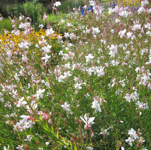 Garten-Prachtkerze 2