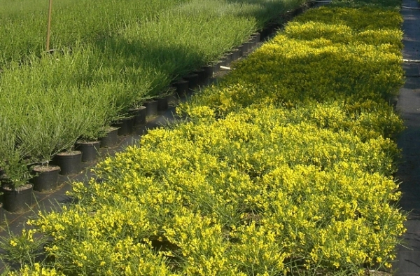Genista lydia 2