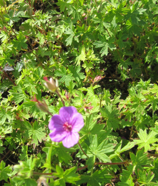 Blutstorchschnabel Dilys 2