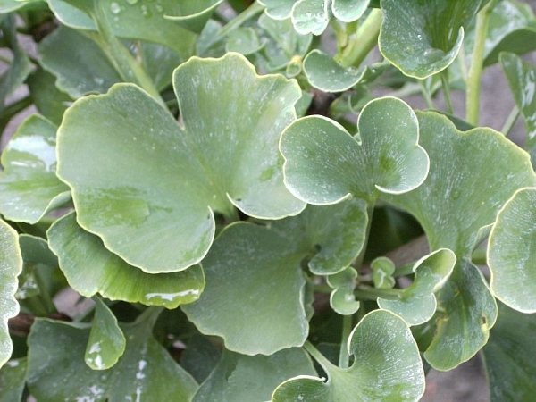 Ginkgo biloba Globus 1