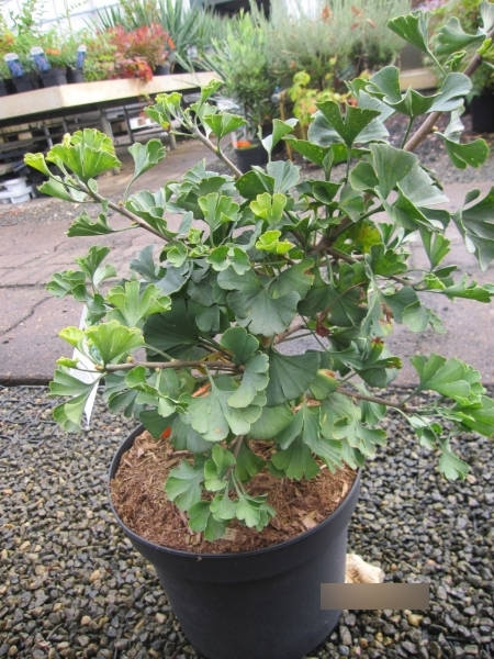 Ginkgo biloba Jehosaphat 2