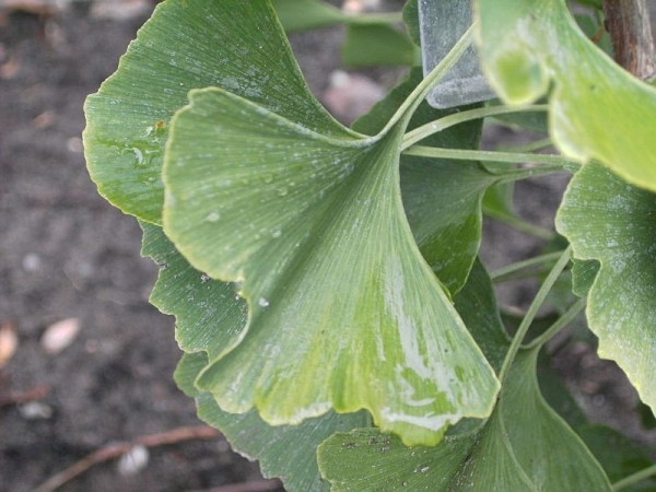 Ginkgo biloba Epiphylla