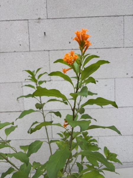 Cestrum aurantiacum 4
