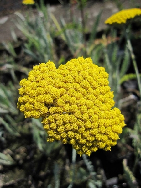 Goldquirl-Garben Schwellenburg 1