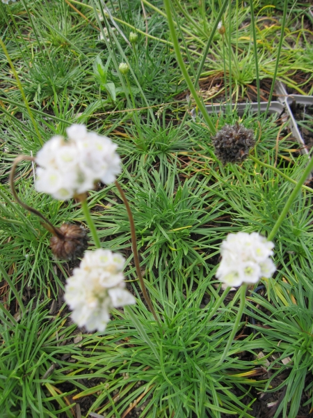 Grasnelken Alba 1
