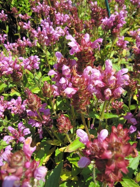 Große Gartenbraunelle Rosea 2