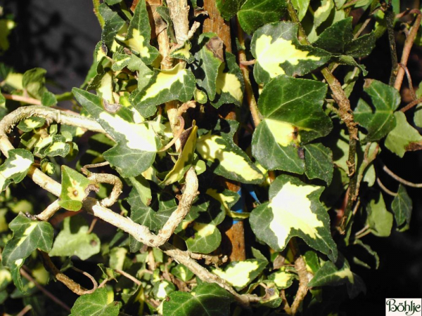 Hedera helix Goldherz
