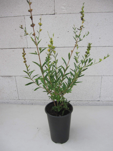 Heimia salicifolia 2