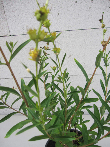 Heimia salicifolia 1