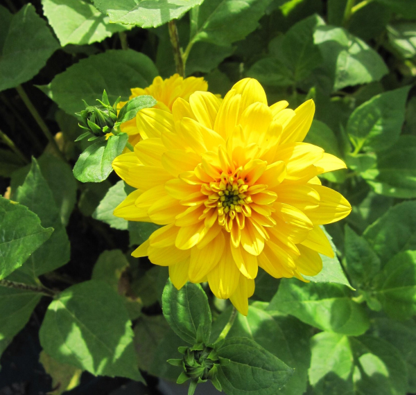 Stauden-Sonnenblume Soleil d'Or 1