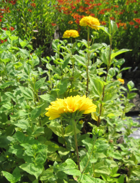 Stauden-Sonnenblume Soleil d'Or 2