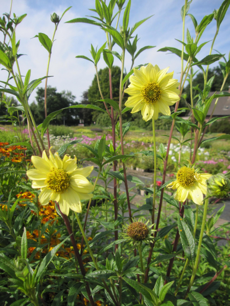 Riesen-Sonnenblume Sheila's Sunshine 1