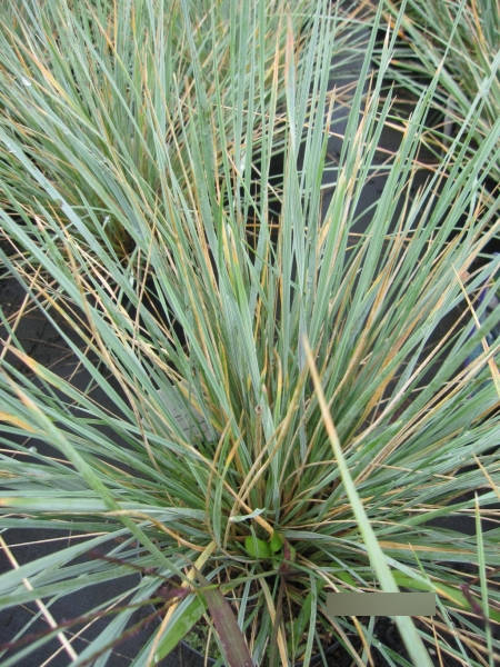 Blaustrahlhafer Saphirsprudel - Helictotrichon sempervirens Saphirsprudel