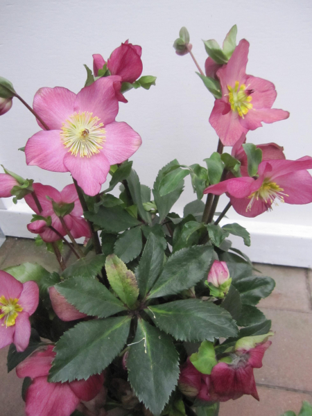 Helleborus x lemperii HGC ® Winter Ballet Karli 1