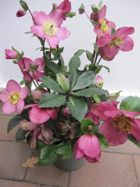 Helleborus x lemperii HGC ® Winter Ballet Karli 2