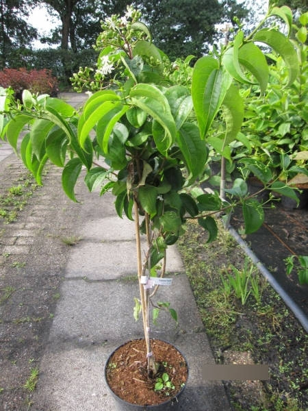 Heptacodium miconioides Tianshan 3
