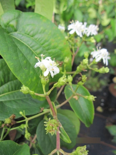 Heptacodium miconioides Tianshan 1