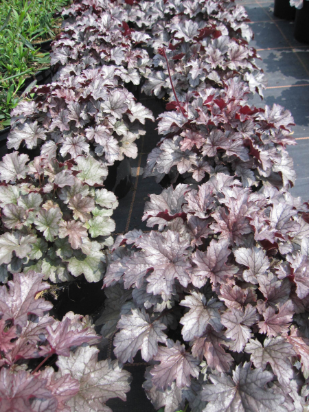 Heuchera x cultorum Milan 4