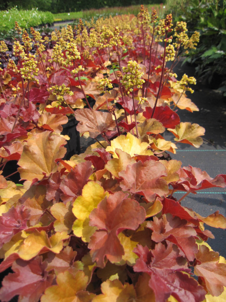 Heuchera micrantha Blondie 4