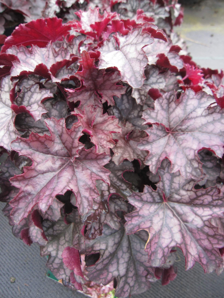 Heuchera x cultorum Blackberry Jam 1
