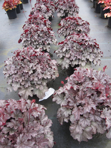 Heuchera x cultorum Blackberry Jam 2