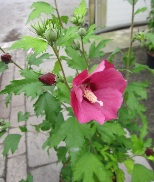 Garten-Eibisch Flower Tower Ruby 3